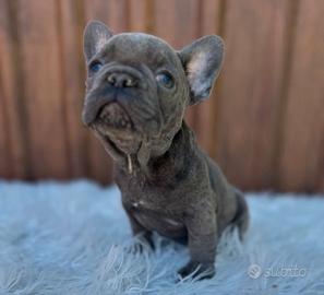 Bulldog francesi cuccioli merle