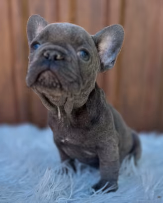 Bulldog francesi cuccioli merle