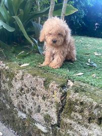 Maschietto di Maltipoo
