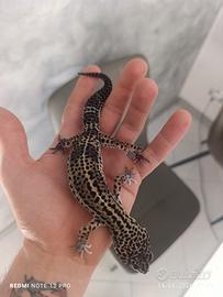 Geco leopardino black night
