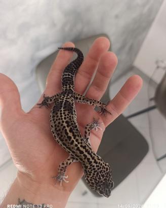 Geco leopardino black night