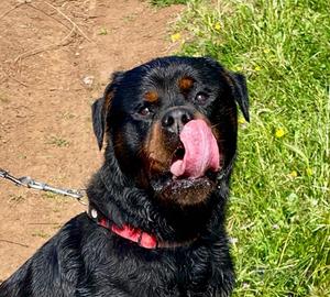Rottweiler