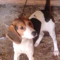 Segugio/beagle