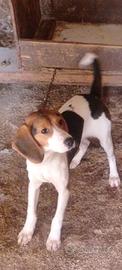 Segugio/beagle