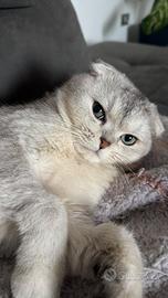 Stallone Scottish fold per monta
