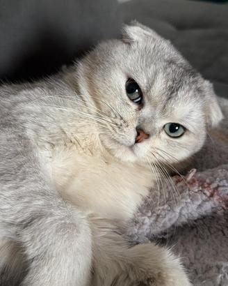 Stallone Scottish fold per monta