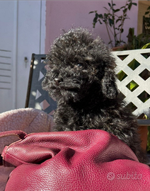 Femmina Barboncina toy