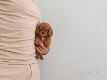 Cavalier King Charles Spaniel Ruby Taglia piccola