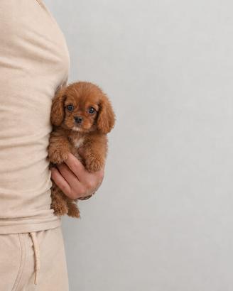 Cavalier King Charles Spaniel Ruby Taglia piccola