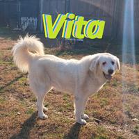 VITA, cagnolona dolcissima