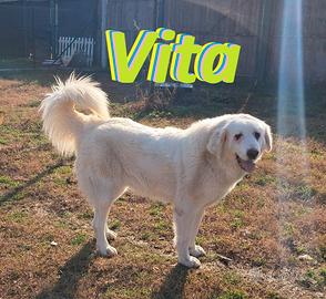 VITA, cagnolona dolcissima