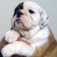 Bulldog Inglese cuccioli