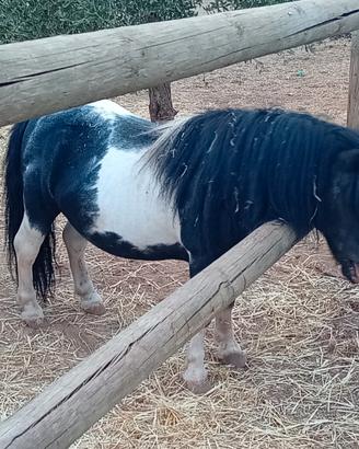 Pony