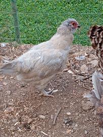 Gallina + Gallo Araucana Inglese Lavanda