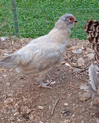 Gallina + Gallo Araucana Inglese Lavanda