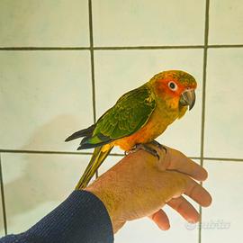Pappagallo conuro del sole allevato a mano