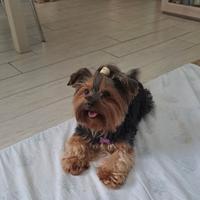 Accoppiamento yorkshire terrier