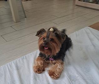 Accoppiamento yorkshire terrier