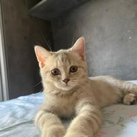 Gatto Scottish fold