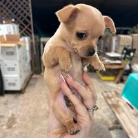 Chihuahua Toy Maschio