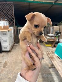 Chihuahua Toy Maschio