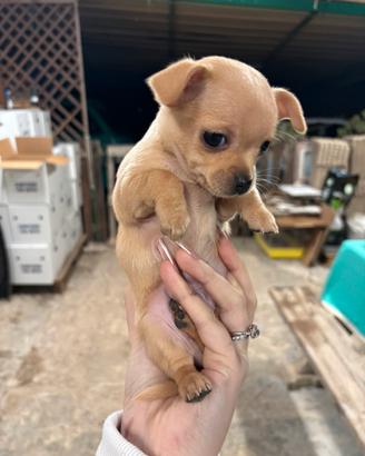 Chihuahua Toy Maschio