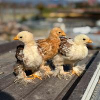 Cocincina millefiori fulvo