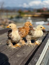 Cocincina millefiori fulvo
