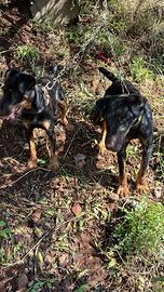 Jagd terrier