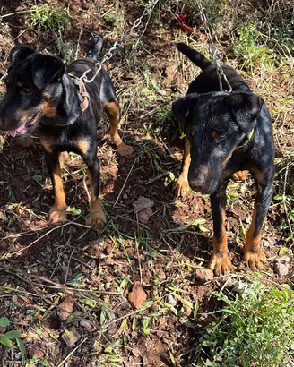 Jagd terrier