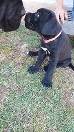 Cuccioli cane corso