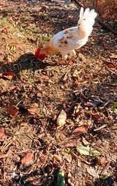 Gallo livornese