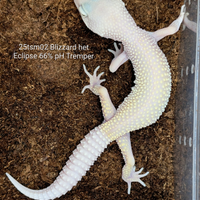 Geco leopardino leucistico