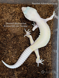 Geco leopardino leucistico