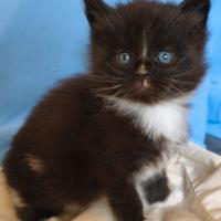 Maine Coon maschio bianco e nero - Orion