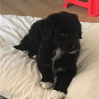 Pastore australiano x border collie