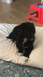 Pastore australiano x border collie