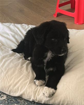 Pastore australiano x border collie