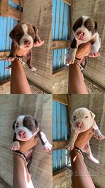 Cuccioli di Pitbull