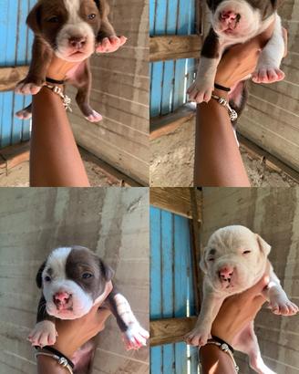 Cuccioli di Pitbull