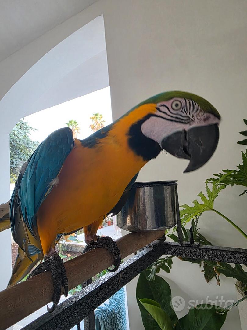 Pappagallo femmina Ara giallo blu - Animali In vendita a Lecce