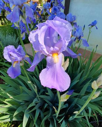 6 rizomi di Iris pallida profumatissima varietà an