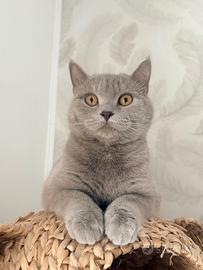 Cerchiam gatto british shorthair maschio per Monta
