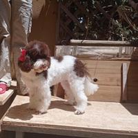 Barboncina nana particolor bianca e marrone