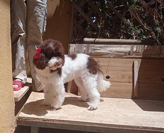 Barboncina nana particolor bianca e marrone