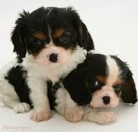 Cavalier king tricolor