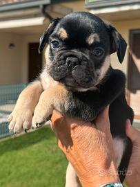 Cuccioli bulldog francese