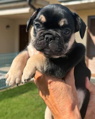 Cuccioli bulldog francese