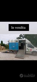 Trasporto cavalli iveco dayli Pat b