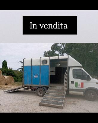 Trasporto cavalli iveco dayli Pat b